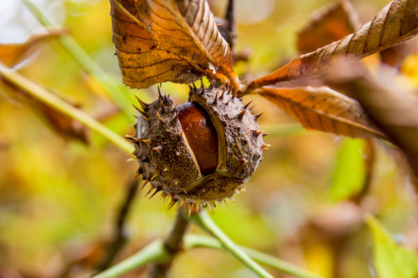 Rosskastanie Aesculus Hippocastanum Saluvet