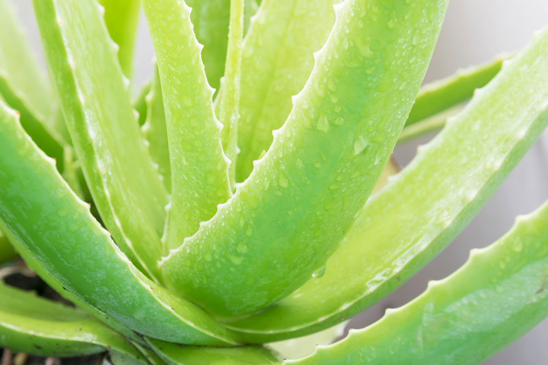 Aloe Vera Aloe Barbadensis Miller Saluvet 2038