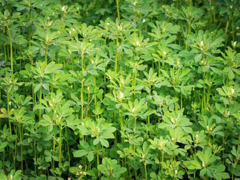 Bockshornklee (Trigonella foenum-graecum)* - Saluvet