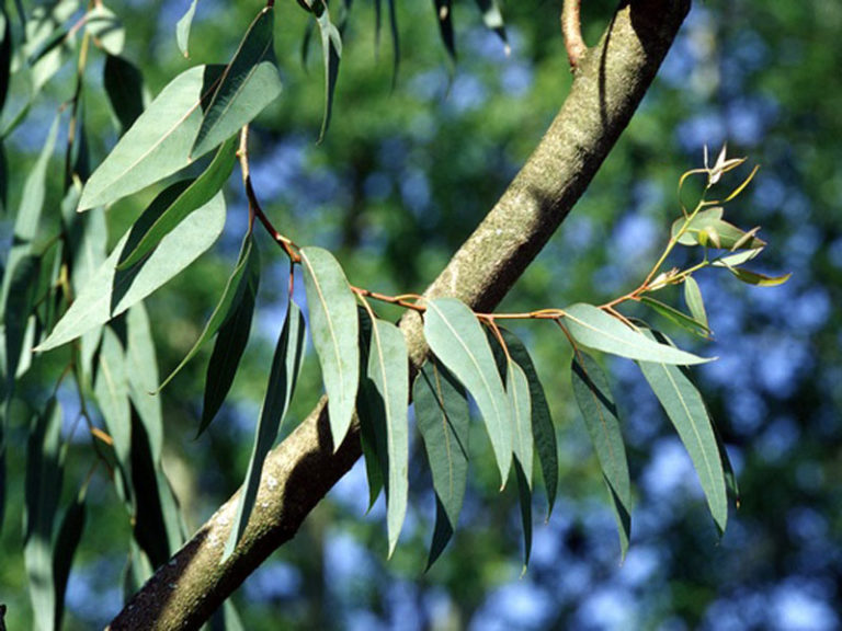 Eukalyptus (Eucalyptus globulus) Saluvet
