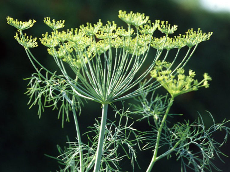 Fenchel (Foeniculum vulgare) Saluvet