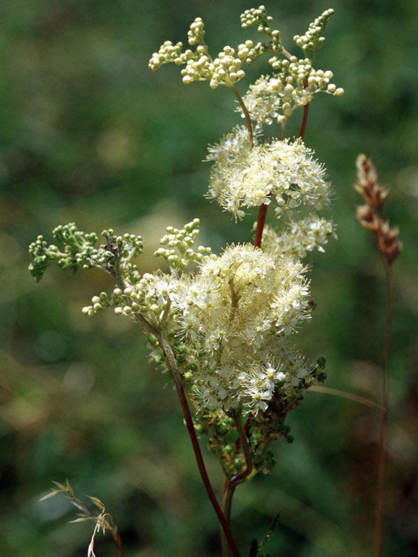 Mädesüß (Filipendula ulmaria (L.) Maxim) Saluvet