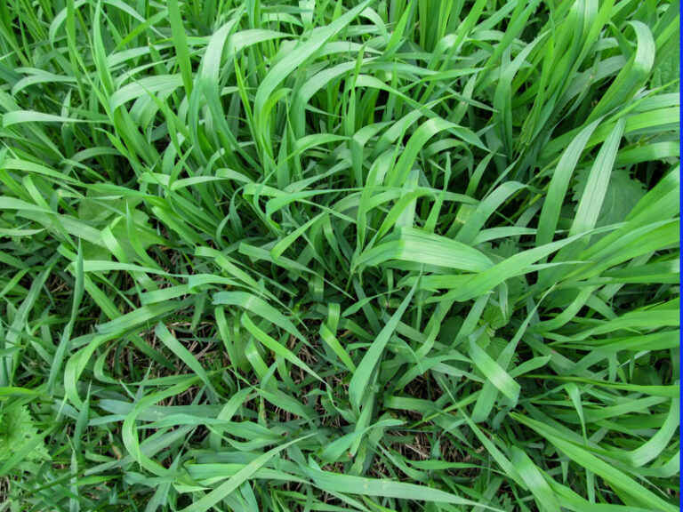 Couch grass (Elymus repens) Saluvet