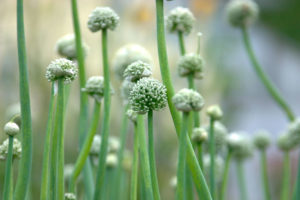 Zwiebel (Allium cepa) Saluvet