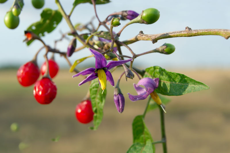 Bittersweet nightshade (Solanum Dulcamara) - Saluvet